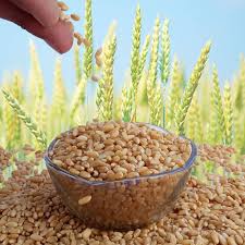 Wheat Bag 30kg at Best Price